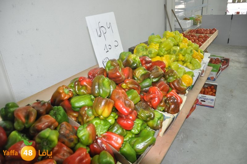 setona2y 830 (9).JPG